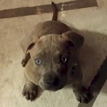 Fortes Clutch front Pit Bull.jpg